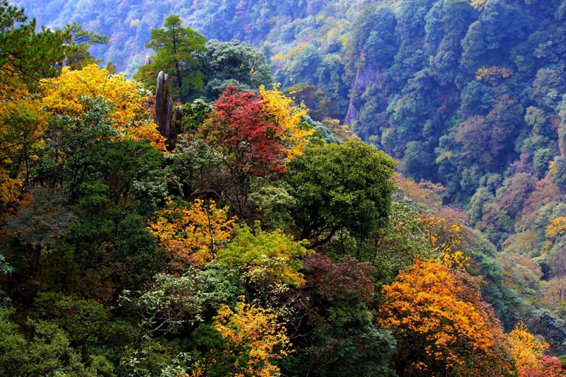 江西秋季旅游攻略，这 5 个地方的秋天美到窒息