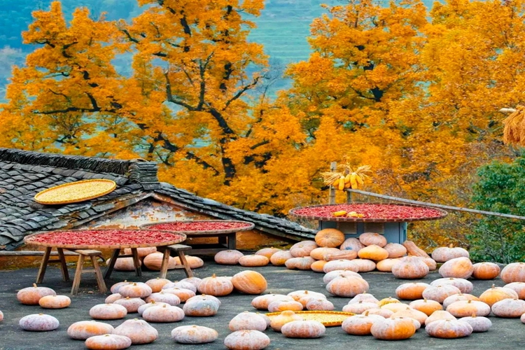 极致江西-庐山、景德镇、婺源、三清山、望仙谷 四晚五天